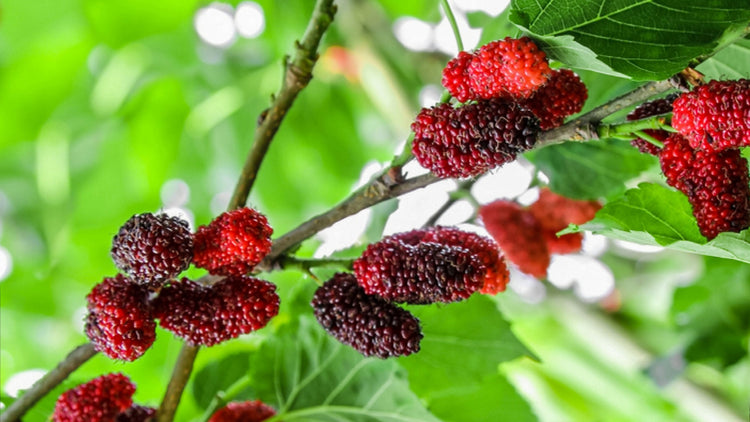 Shahtoot (Mulberry) Root